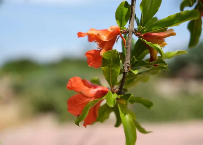 Relais La Giara * Manduria